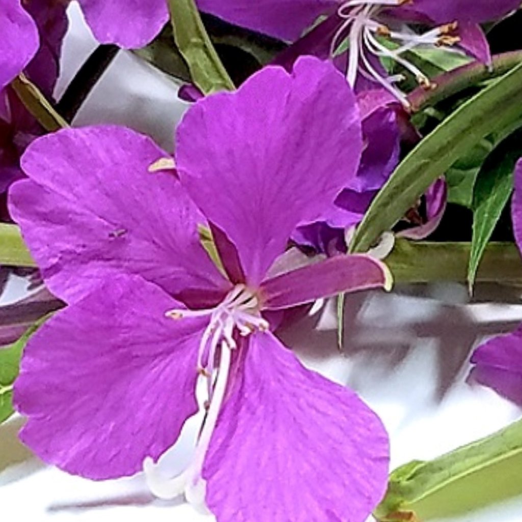 Fireweed Hippie Necklace Pressed Flower Jewelry