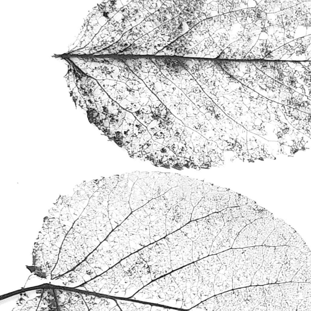 Botanical Greenery Pressed Skeleton Leaf Glass Necklace